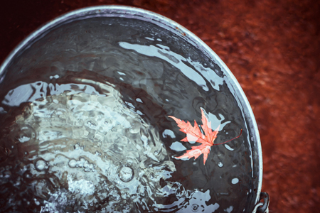 A red maple leaf floats in a bucket