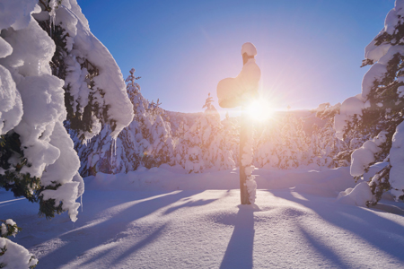 Sunset in the winter forest