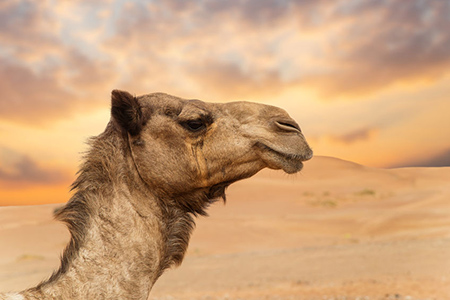 Camel in a desert