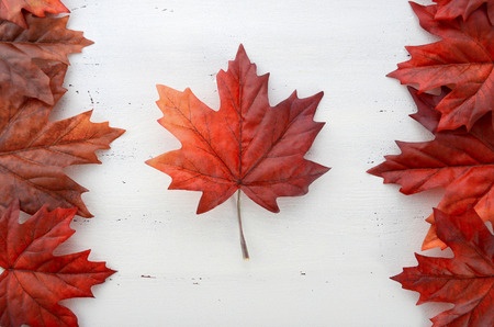 maple leaf on white background