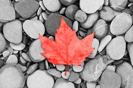 Maple leaf on white stones