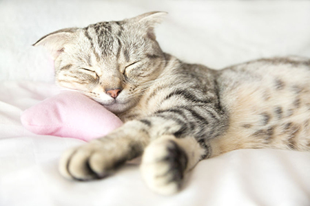 smiling cat sleep on the bed