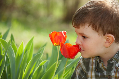 Four years old little boy smelling red tulip flower in spring garden.