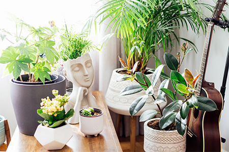 Concrete decorative pot in the form of a woman's head on a coffee table with various different green