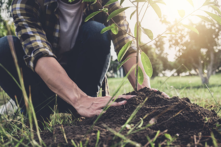 Young man planting the tree while Watering a tree working in the garden as save world concept, natur