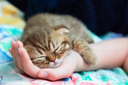 tiny kitten held in hand