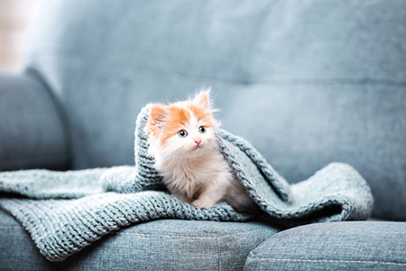 Cute kitten with scarf sitting on grey sofa