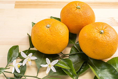 Bitter summer orange fruit and flowers on a wood table