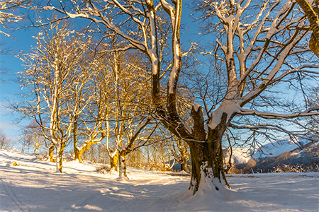 A natural park at sunrise, snowy beech forest in the town