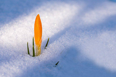 flower sprouting through snow