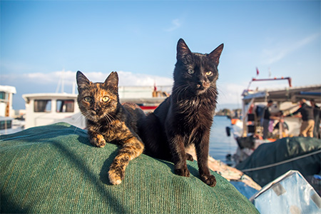 Stray cats sitting at Fisherman's Pier in the morning