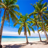 Tropical beach with beautiful palms and white sand, Philippines