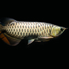 Arowana - isolated on black background