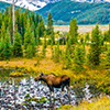 Moose in a meadow, Peter Lougheed Provincial Park Park, Alberta, Canada