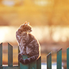 cat on fence