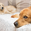 View of two dogs lying - Golden Retriever