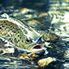 Fly Fishing Trout