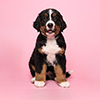 Cute bernese mountain dog sitting on a pink background with mouth open