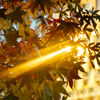 leaves and golden sunlight in Autumn