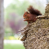 Squirrel eating nuts in a tree.