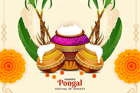 pongal agriculture festival celebration illustrator design