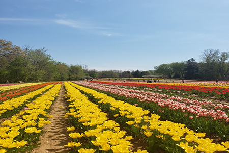 tulip farm