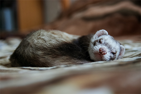 ferret sleeping on a blanket