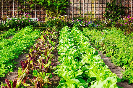 Vegetable garden in late summer. herbs, flowers and vegetables in backyard formal garden. eco friend