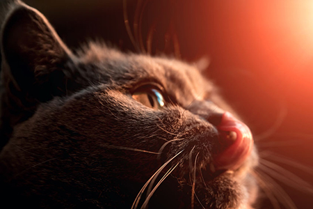 yellow cats eye. close up. Close up image of cat's eye