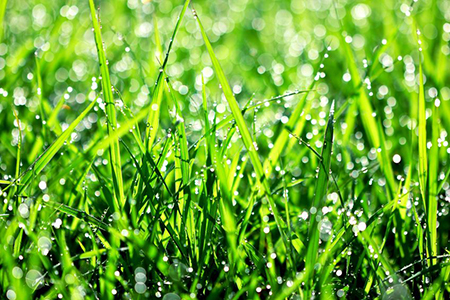 Drops of dew on a green grass