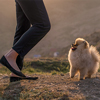 Pomeranian puppy and a owner playing