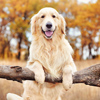 Golder retriever standing by a rural fence