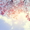 Nature background of beautiful tree pink flower in spring