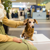 Cute dachshund dog at the airport
