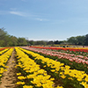 tulip farm