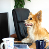 A funny dog sits on chair and works, studies or play online games using computer at office