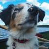 little puppy enjoying canoeing in summer at finnish lake