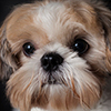 Studio shot of a female Shih Tzu in isolated black background