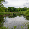 pond with lush green surroundings in conservation area
