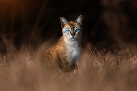 Snapshot of blue eyes cat standing in the grass. Sepia concept.