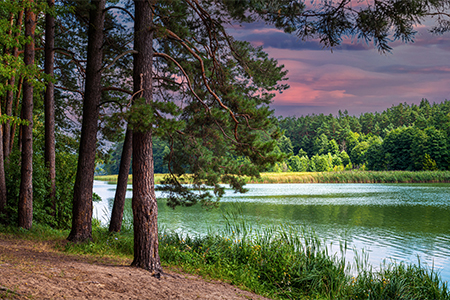 Beautiful natural scenery of river in forest with twilight in coniferous woods and river