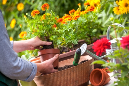 close up of hands planting flowers