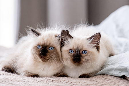 Cute fluffy ragdoll kittens lying close to each other and sleeping together in the bed