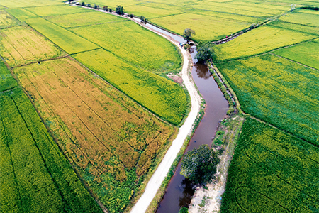 Aerial view of Paddy landscape