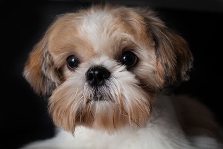 Studio shot of a female Shih Tzu in isolated black background