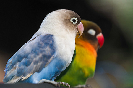 Colorful parrots on a tree branch