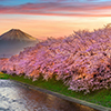 Cherry blossoms and Fuji mountain in spring at sunrise, Shizuoka in Japan.