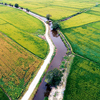 Aerial view of Paddy landscape