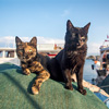 Stray cats sitting at Fisherman's Pier in the morning