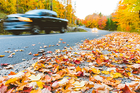 Pickup on countryside road with autumn colors and trees. Blurred car passing, focus on leaves on the